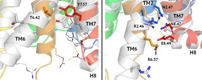 Drug Repositioning For Allosteric Modulation of VIP and PACAP Receptors